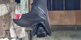 A photo of a human-sized bat appeared on Twitter, and it's real!