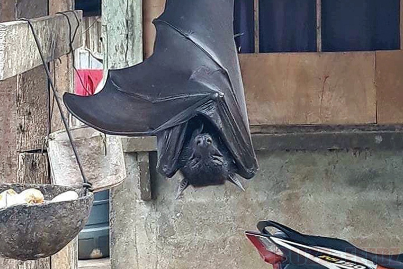 A photo of a humansized bat appeared on Twitter, and it's real! Top
