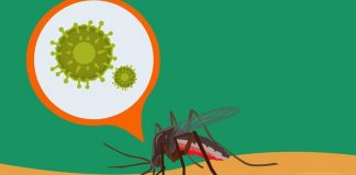 Why the mosquitoes can't carry coronavirus and HIV infection?