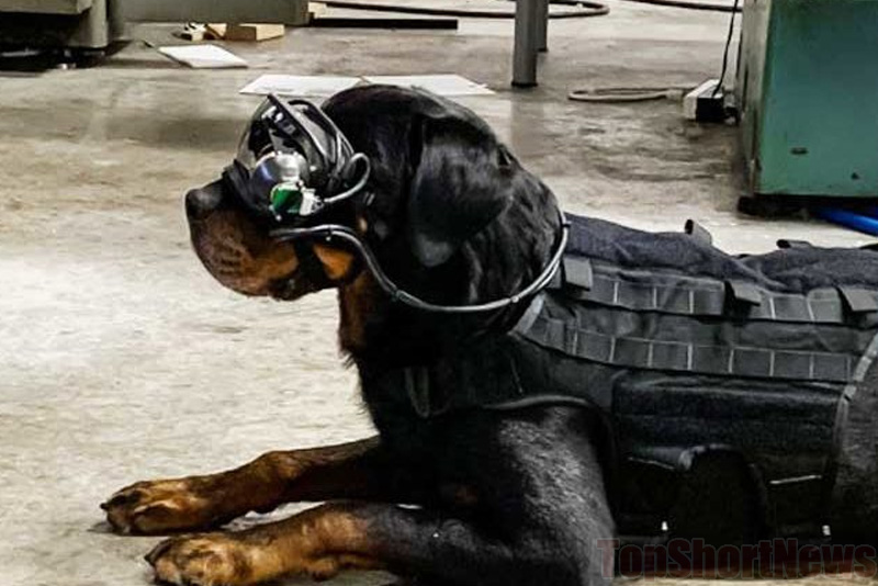 US Army Dogs will have AR-goggles